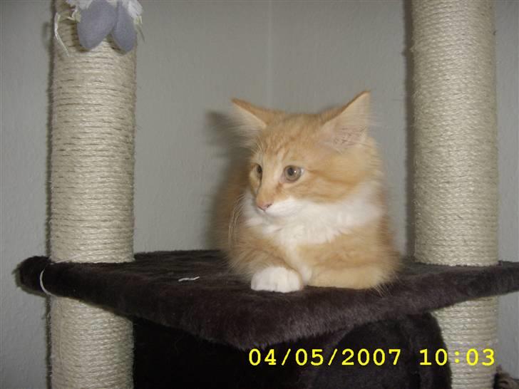 Norsk Skovkat Lucky *R.I.P* Stor sorg billede 9