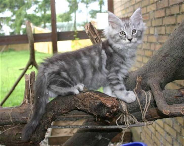 Maine Coon Cosmo billede 8