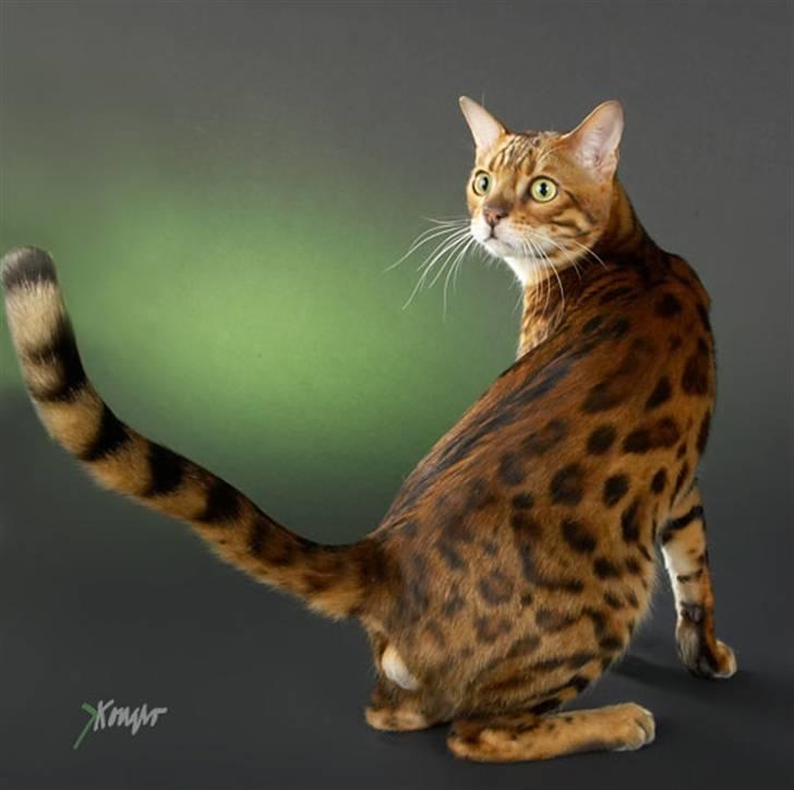 Bengal Leopardettes Lux of Lama billede 10