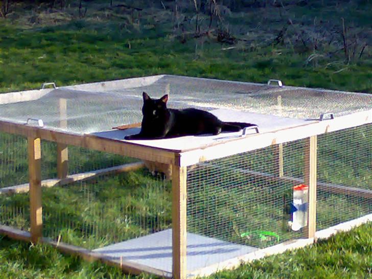 Huskat hugo billede 7