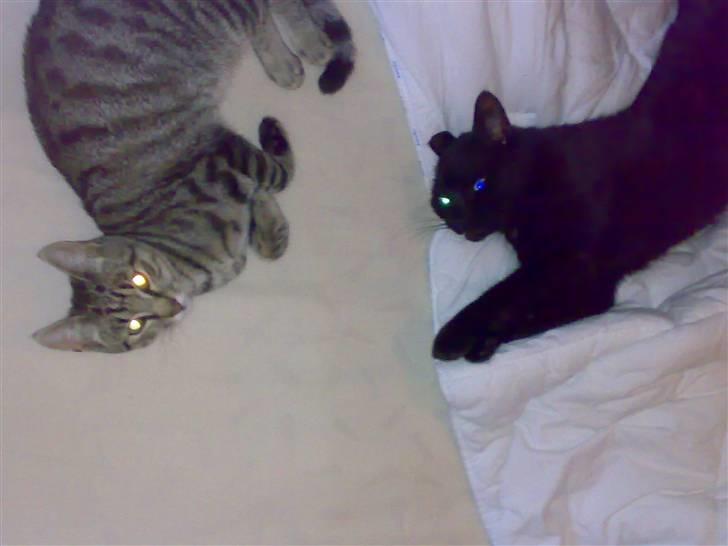 Huskat hugo billede 8