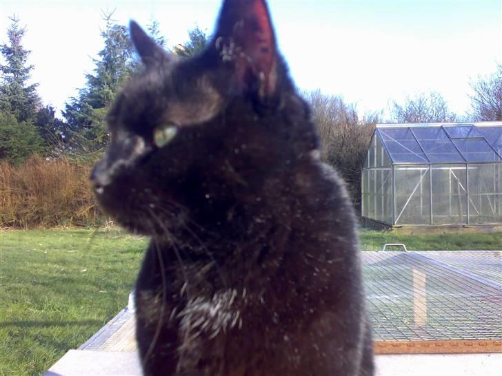 Huskat hugo billede 9