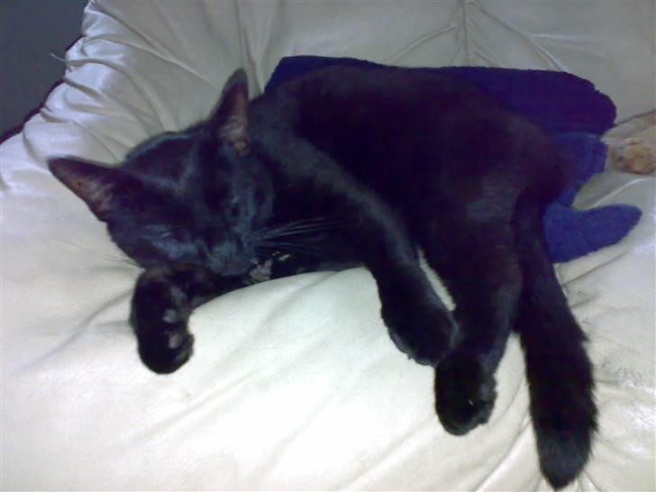 Huskat hugo billede 10