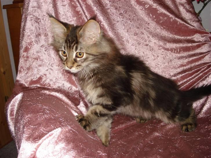 Maine Coon Bart - Bart da han var lille :) billede 19