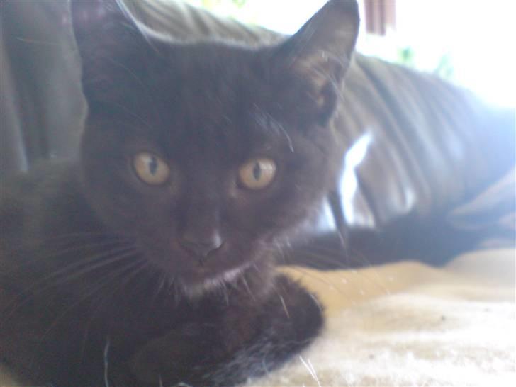 Blanding af racer Sambo billede 1