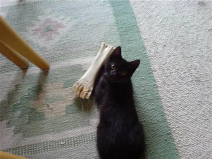 Blanding af racer Sambo billede 2