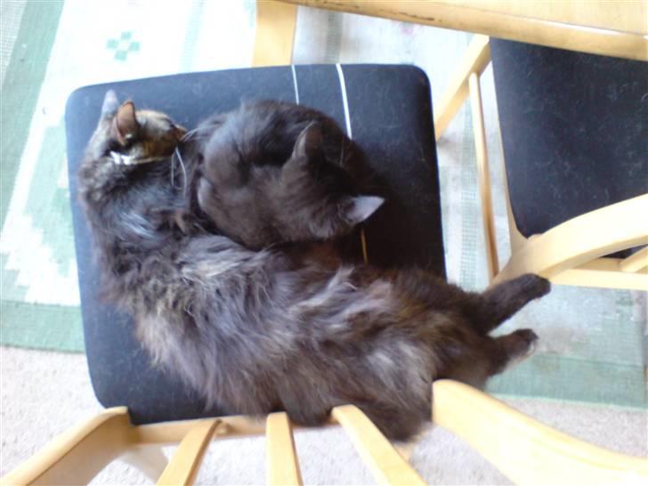 Blanding af racer Sambo billede 3