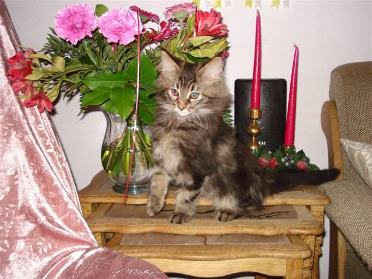 Maine Coon Bart billede 20