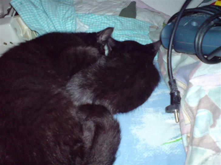 Blanding af racer Sambo billede 4