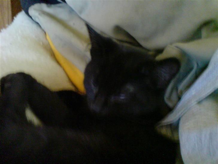 Blanding af racer Sambo billede 5