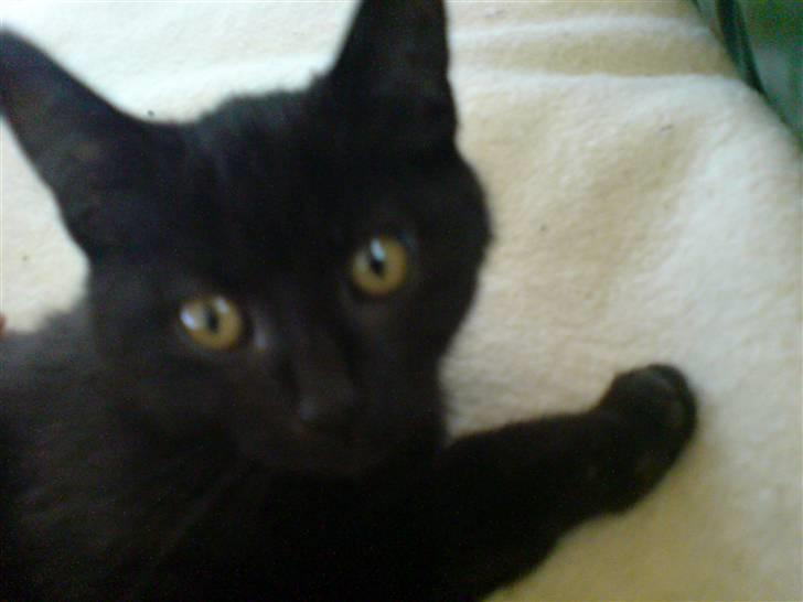 Blanding af racer Sambo billede 6