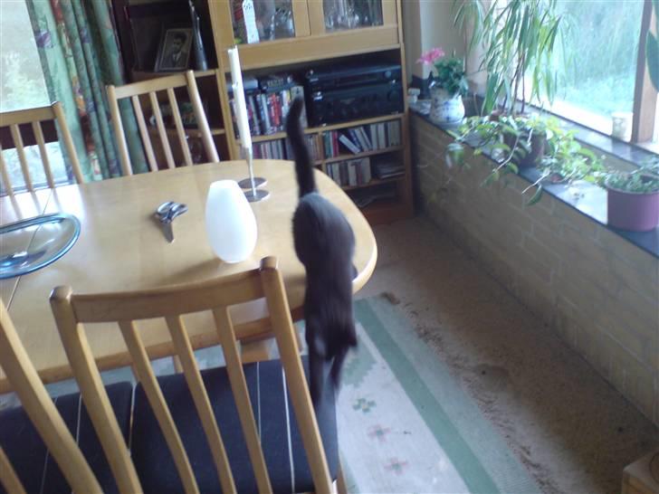 Blanding af racer Sambo billede 7