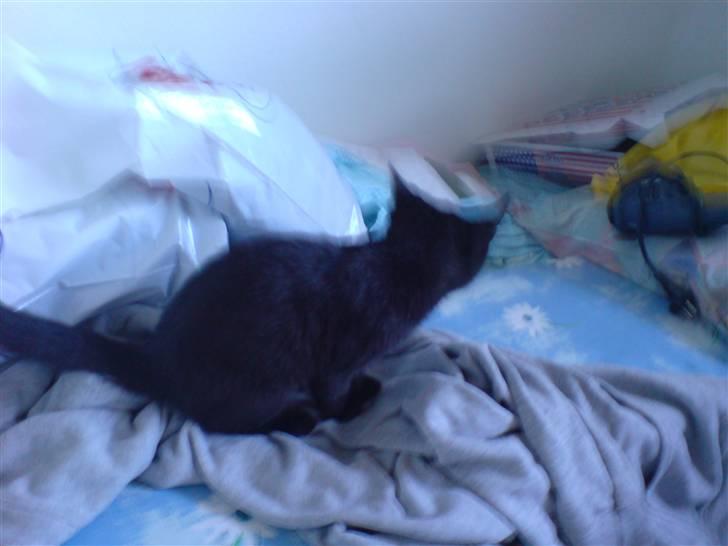 Blanding af racer Sambo billede 8