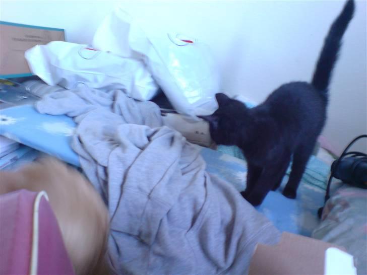 Blanding af racer Sambo billede 9