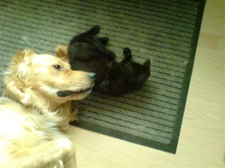 Blanding af racer Sambo billede 10