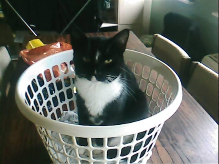 Huskat mika billede 1