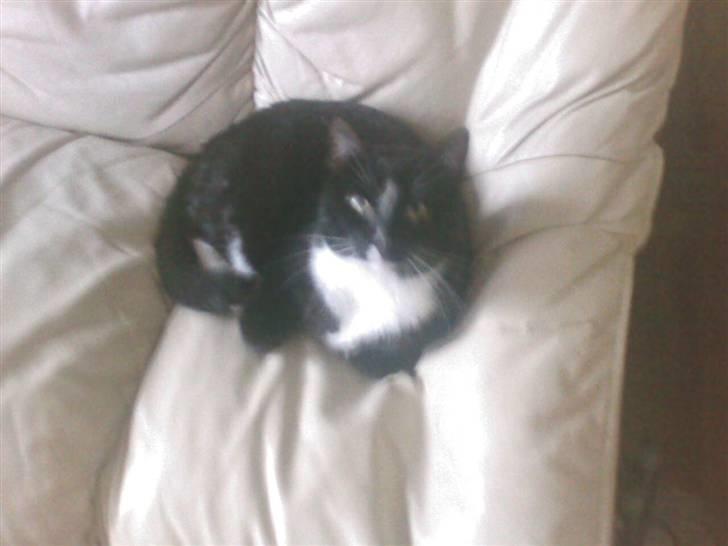 Huskat mika billede 2