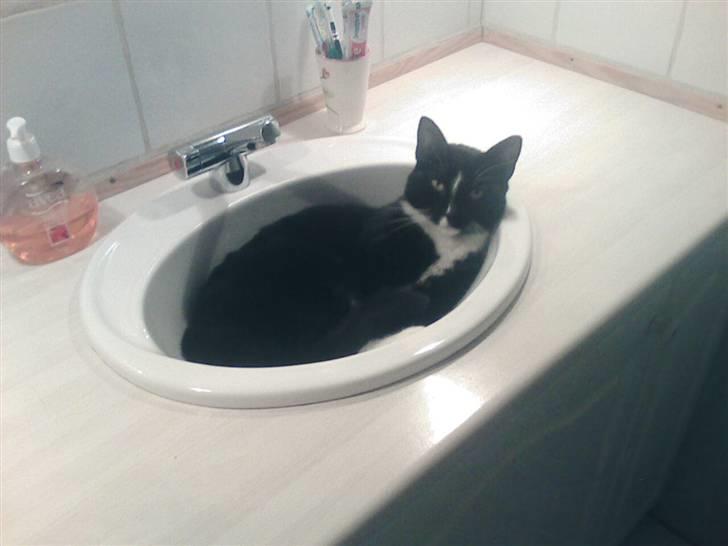 Huskat mika billede 3