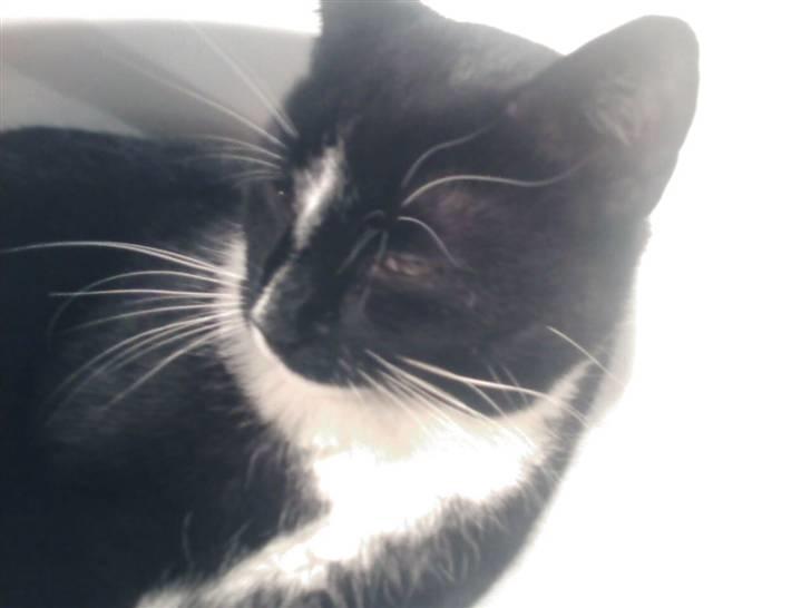 Huskat mika billede 4