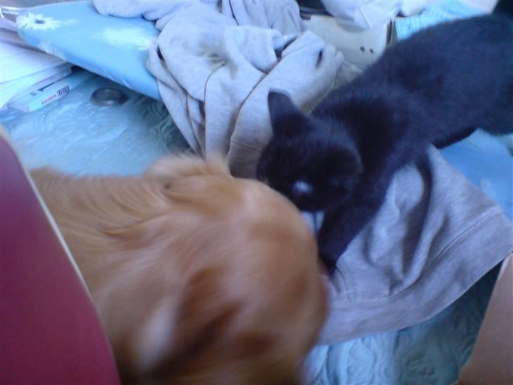 Blanding af racer Sambo billede 11