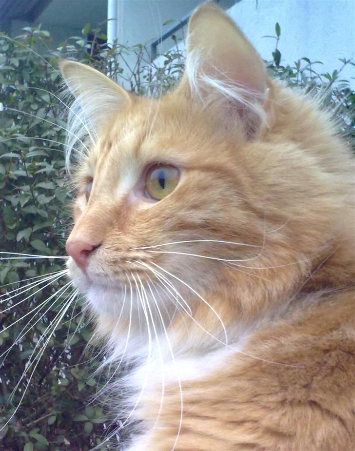 Norsk Skovkat DKJohnsen Ildtigeren Imix - Den store verden er så spændende! billede 1