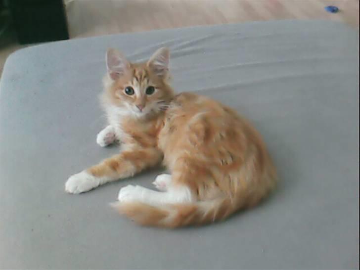 Norsk Skovkat DKJohnsen Ildtigeren Imix - Som killing. billede 2