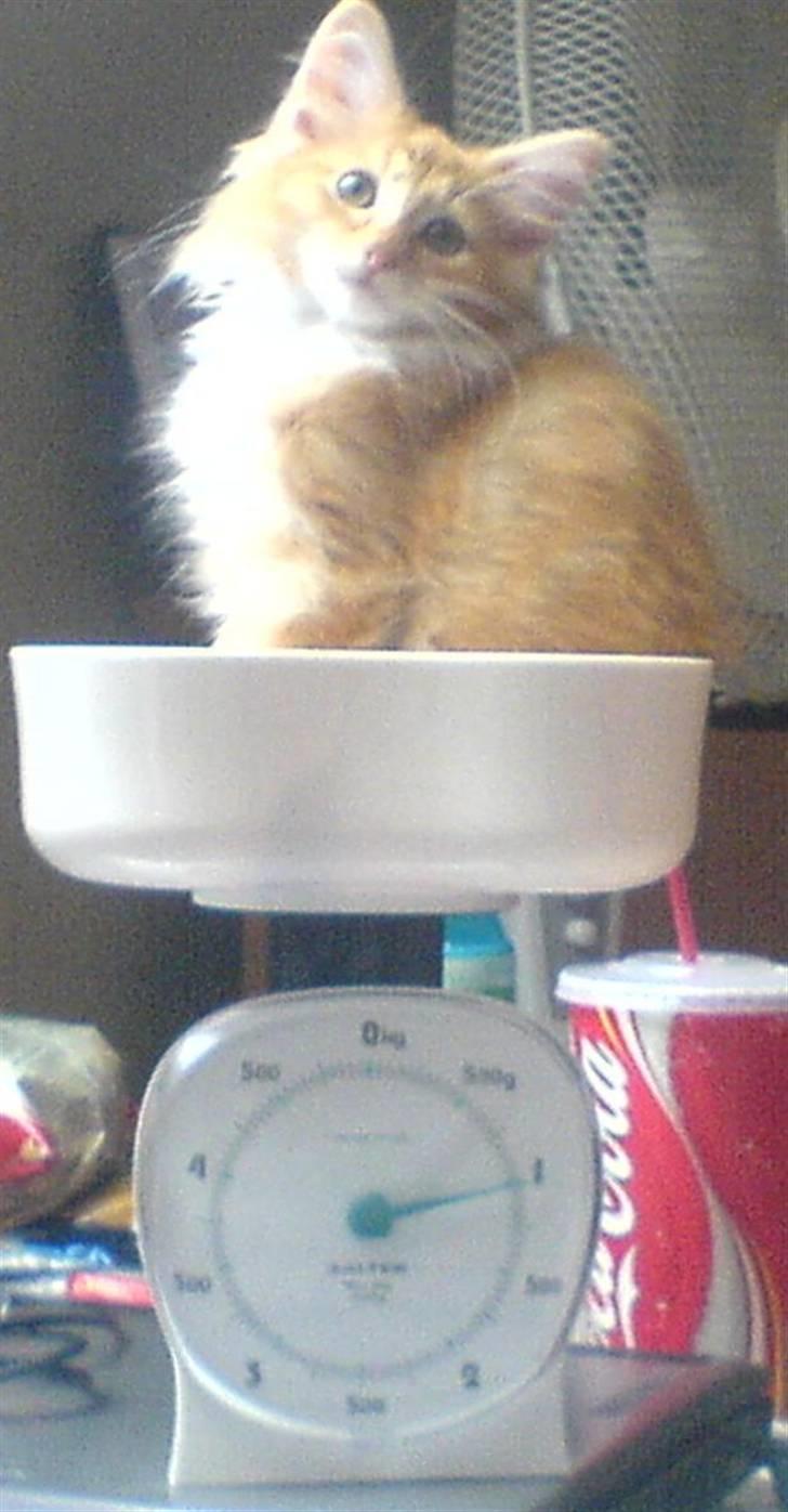 Norsk Skovkat DKJohnsen Ildtigeren Imix - Her bliver jeg vejet... Vejer 1,25 kg. billede 3