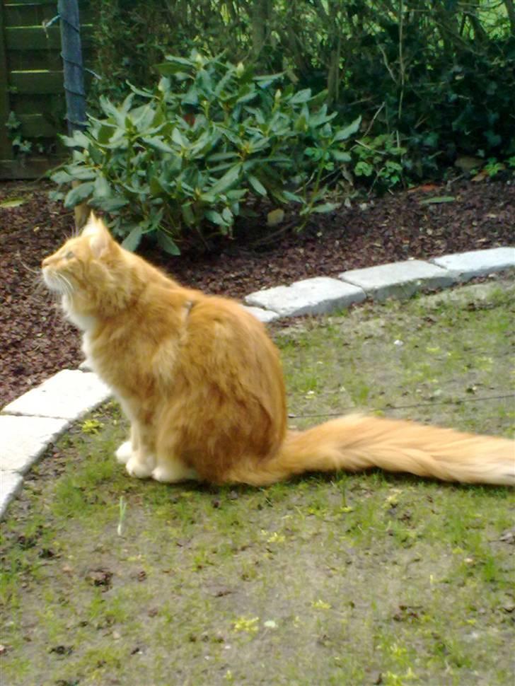 Norsk Skovkat DKJohnsen Ildtigeren Imix - Kunne ikke vente med at komme ud og se den nye have, så gæsset nåede ikke at komme op :p billede 4