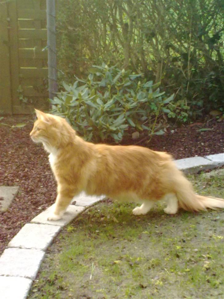 Norsk Skovkat DKJohnsen Ildtigeren Imix - Pyt med at græsset ikke er kommet endnu - Det hele er så nyt og spændende. billede 5