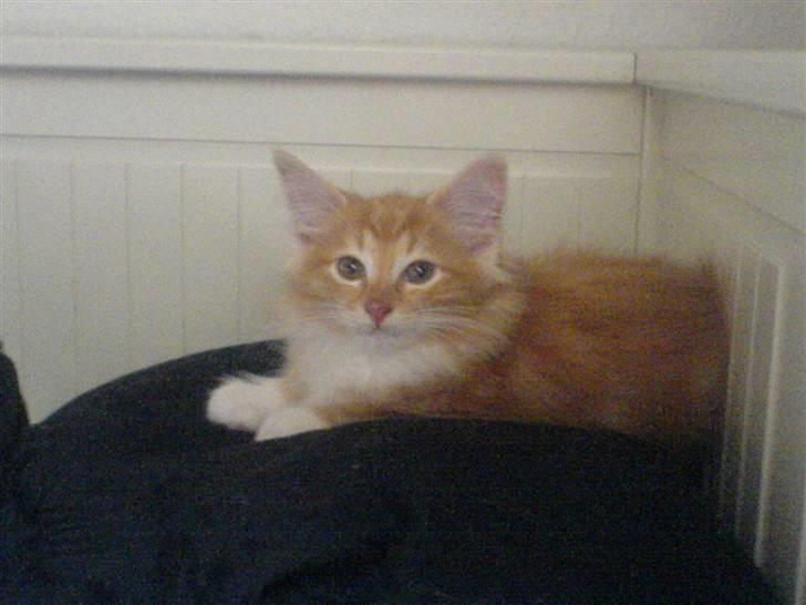 Norsk Skovkat DKJohnsen Ildtigeren Imix - Ligger og flader ud i vores gamle seng da han lige var kommet hjem til os. billede 6