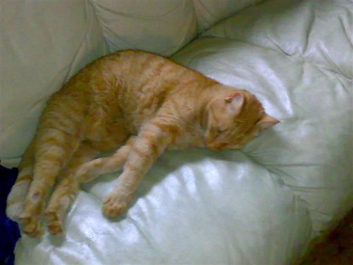 Huskat pablo billede 13