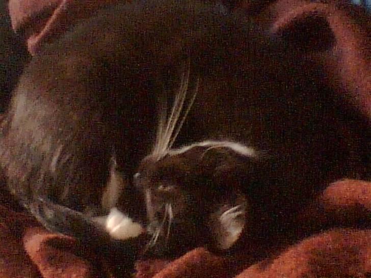 Huskat freja r.i.p. 29/8 08 billede 9