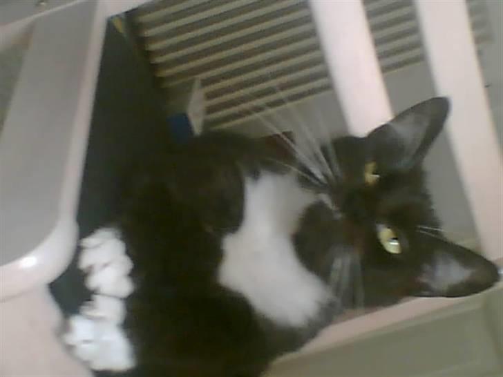 Huskat freja r.i.p. 29/8 08 billede 10