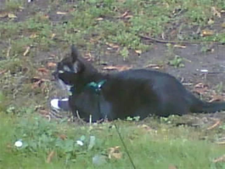 Huskat freja r.i.p. 29/8 08 billede 11