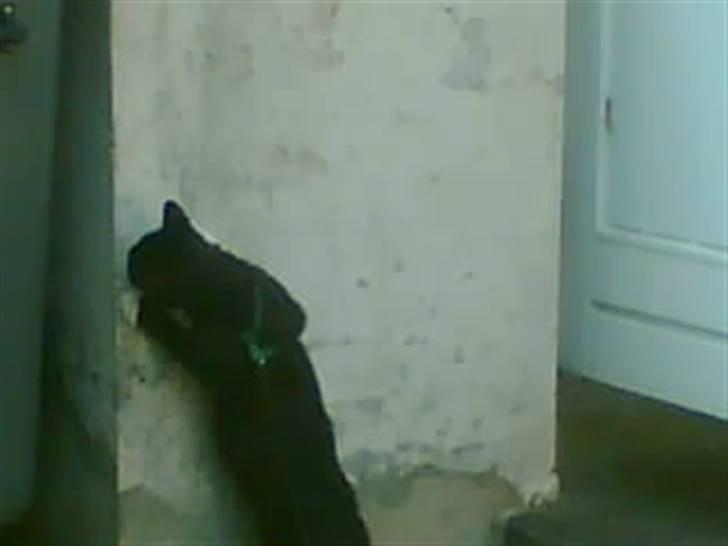 Huskat freja r.i.p. 29/8 08 - giver lige muren tæsk billede 12