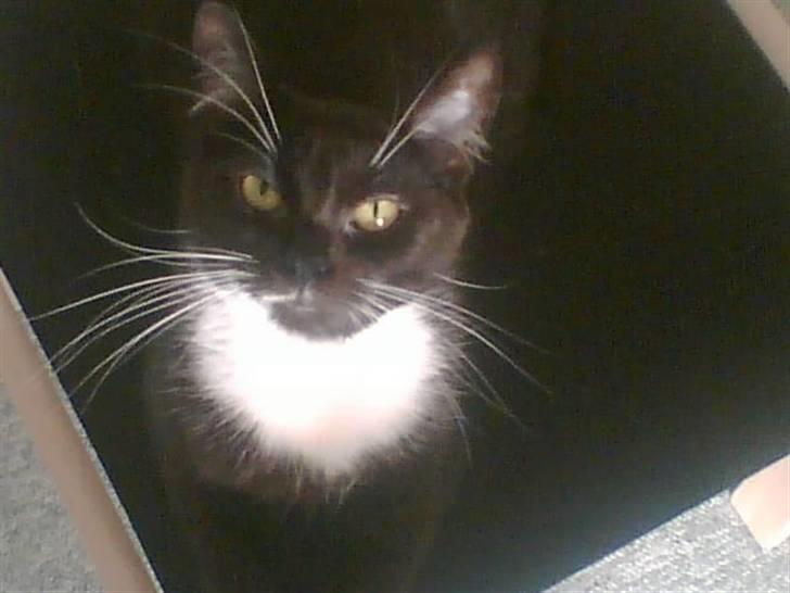 Huskat freja r.i.p. 29/8 08 billede 13