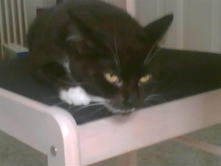 Huskat freja r.i.p. 29/8 08 - er du snart færdig med at tage billede billede 14