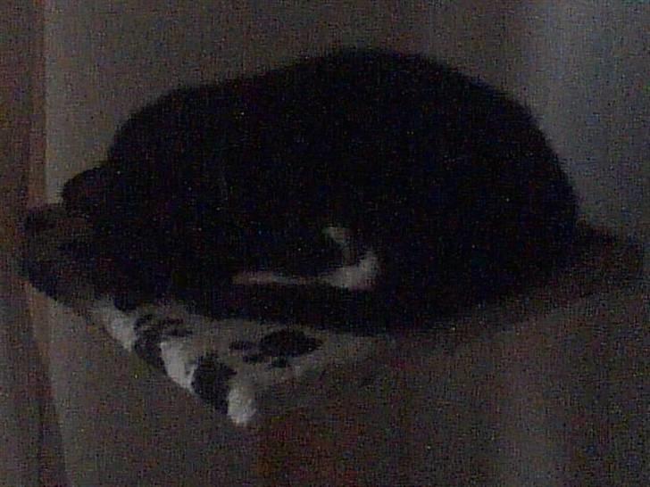 Huskat freja r.i.p. 29/8 08 billede 15