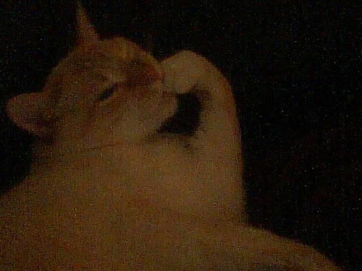 Blanding af racer william - bider lige negle billede 15