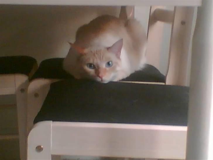 Blanding af racer william billede 16