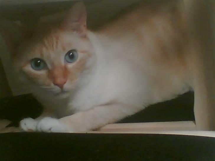 Blanding af racer william billede 17