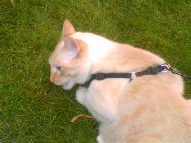 Blanding af racer william - slår lige græsset. billede 18