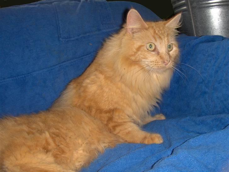 Maine Coon foxy billede 10