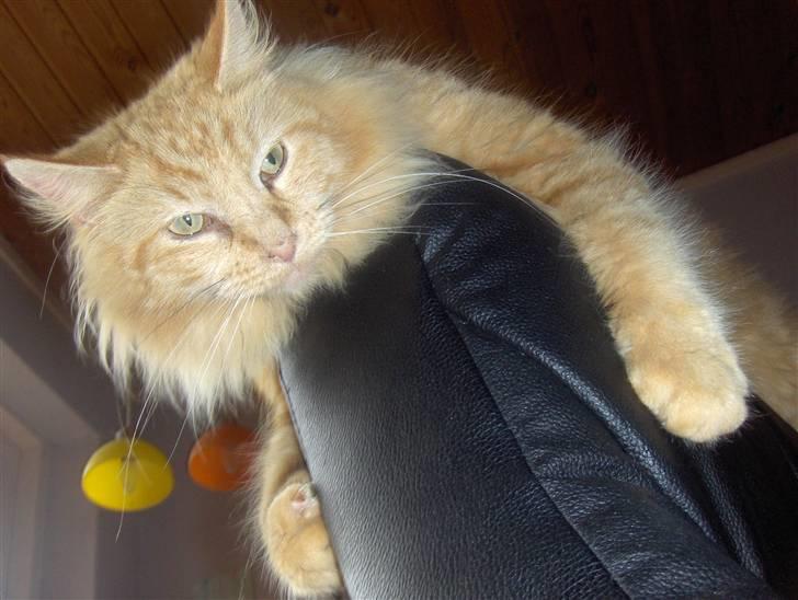 Maine Coon foxy billede 11