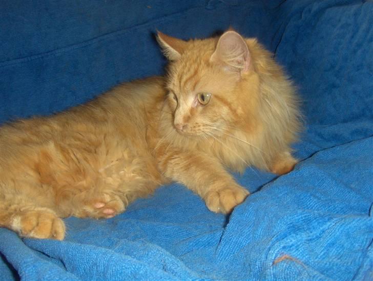 Maine Coon foxy billede 12