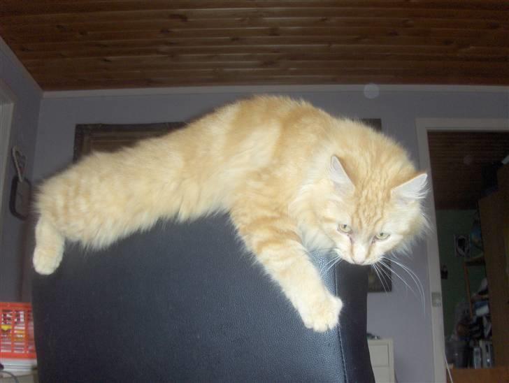 Maine Coon foxy billede 13