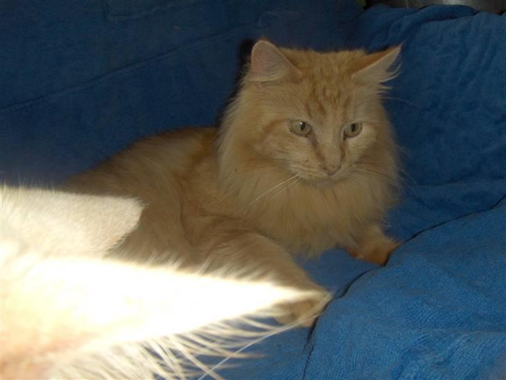 Maine Coon foxy billede 14