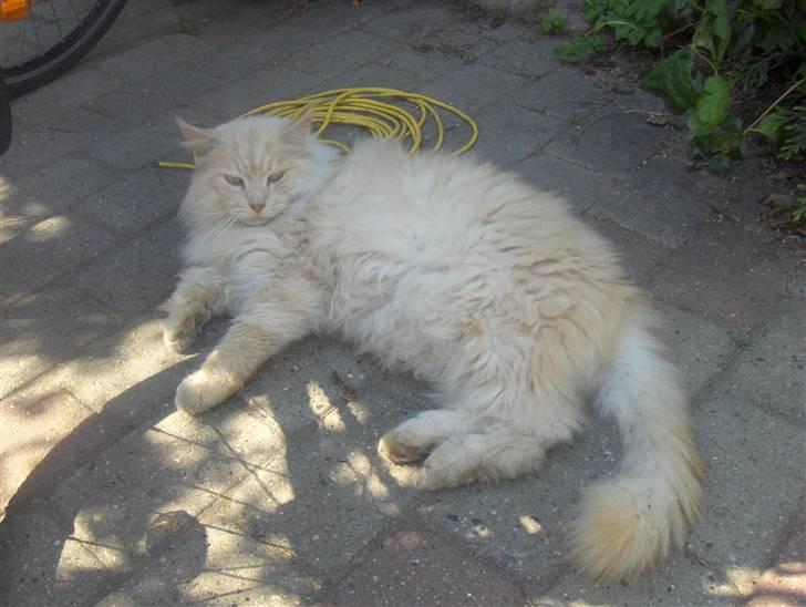 Maine Coon mads RIP billede 9