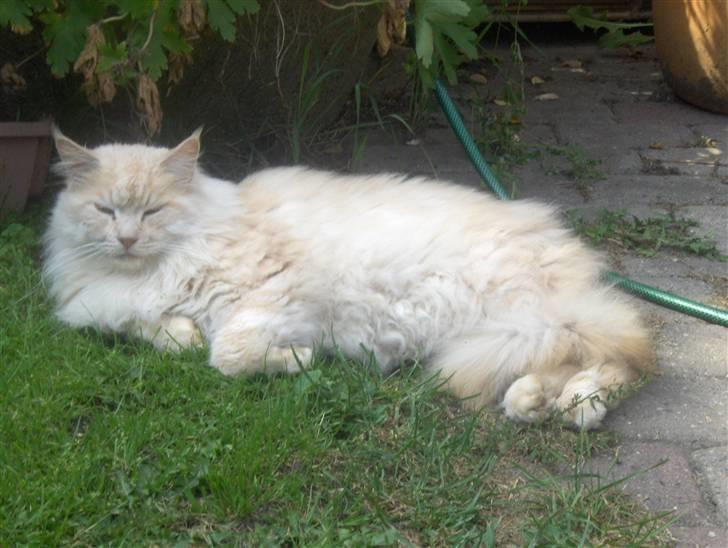 Maine Coon mads RIP billede 10
