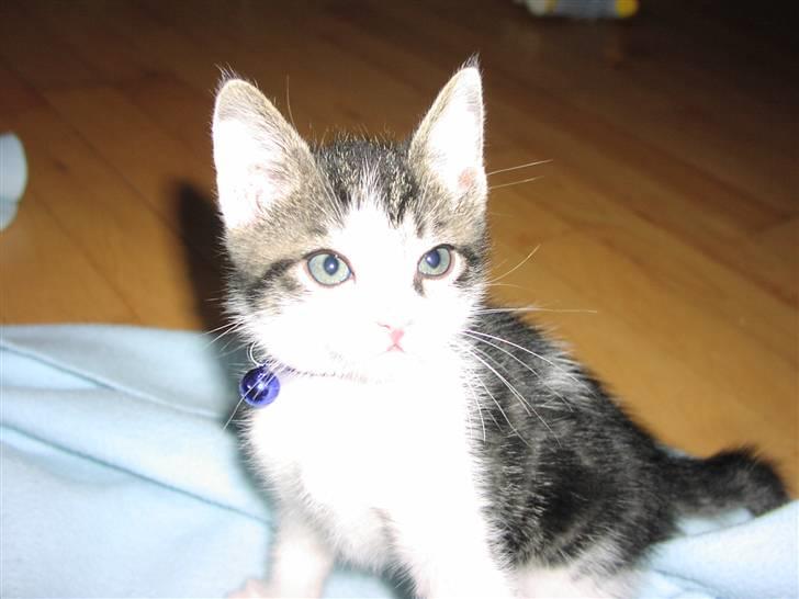 Huskat Gurli R.I.P billede 1